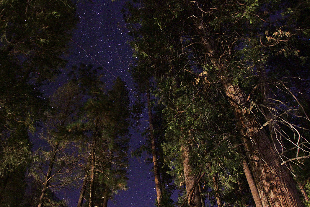 Redwood trees and a starry night sky at Yosemite